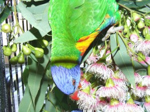 The Lorikeet Diet
