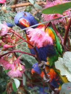 Training Treats for Lorikeets and Other Difficult to Reward Birds