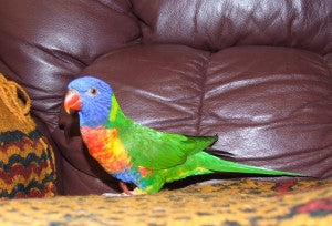 Meet Mel’s flock and See Why Rescuers Often Suffer From Multiple Bird Syndrome