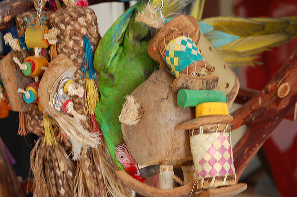 Unsafe Bird Toys: How To Avoid Them