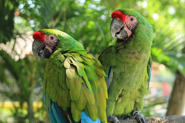 The Illegal Parrot Trade In Mexico