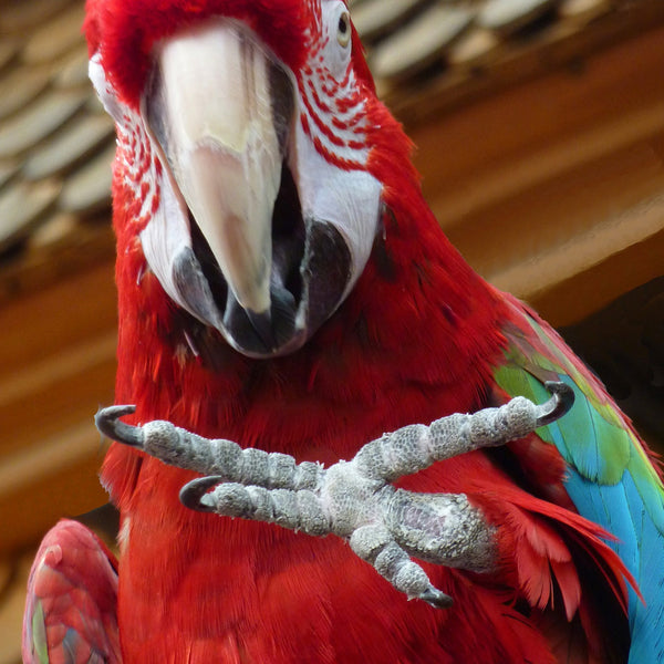 A variety of textures and diameters of available perches helps keep pa... |  Parrots | TikTok