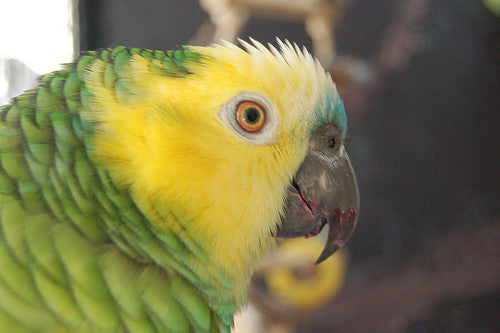 Amazon Parrot Storm Steps Up on Day 5!
