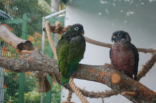 A Healthy Parrot Environment Needs Clean Perches