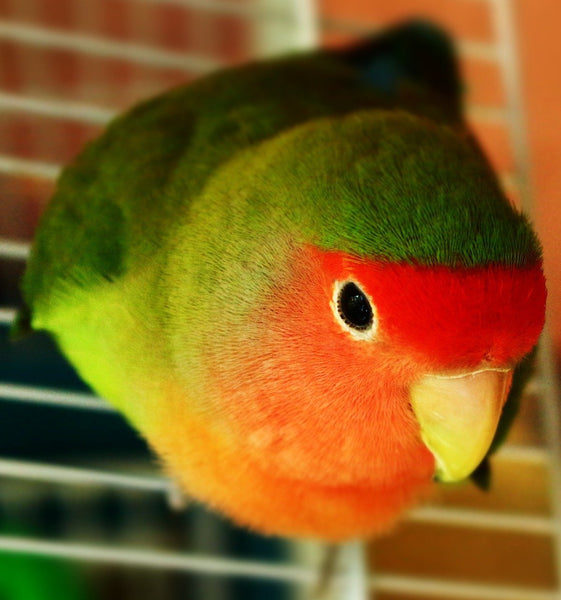 colorful parrot