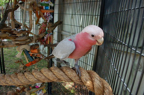 The Right Way To Accessorize A Parrot’s Cage