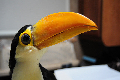How The Toucan Diet Differs From The Parrot Diet