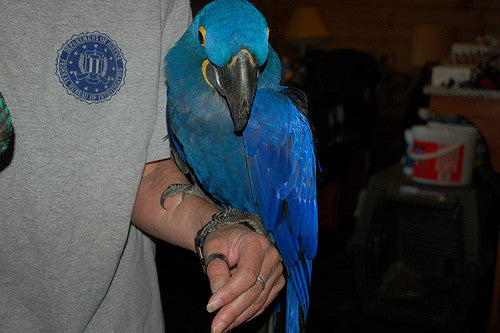 Why You Should NOT Handle A Stranger’s Bird