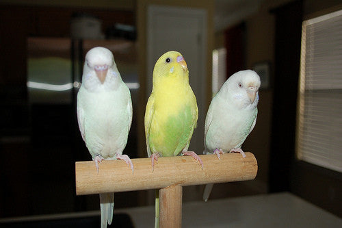 Will My Bird Be Okay While I’m On Vacation?
