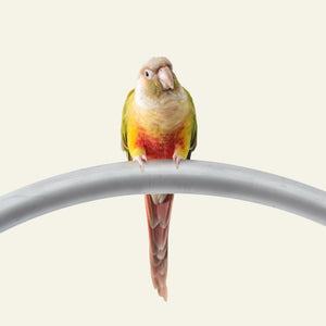 Is It Ok to Touch a Bird Feather: Essential Facts You Must Know