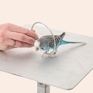 Are Pet House Candles Safe for Birds: Essential Safety Tips