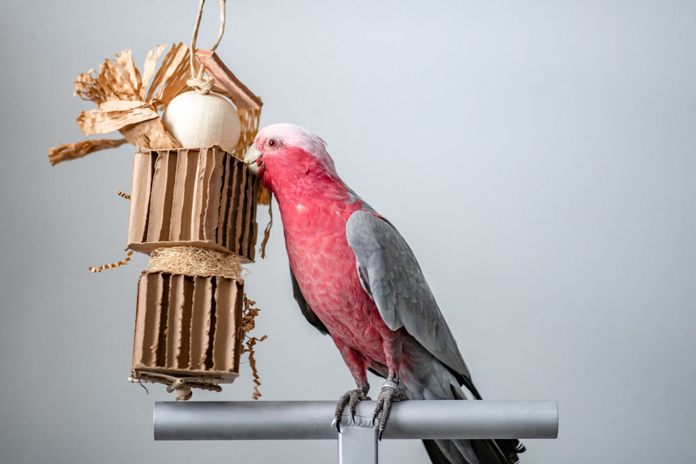 Cardboard Cruncher - Medium Foraging Bird Toy