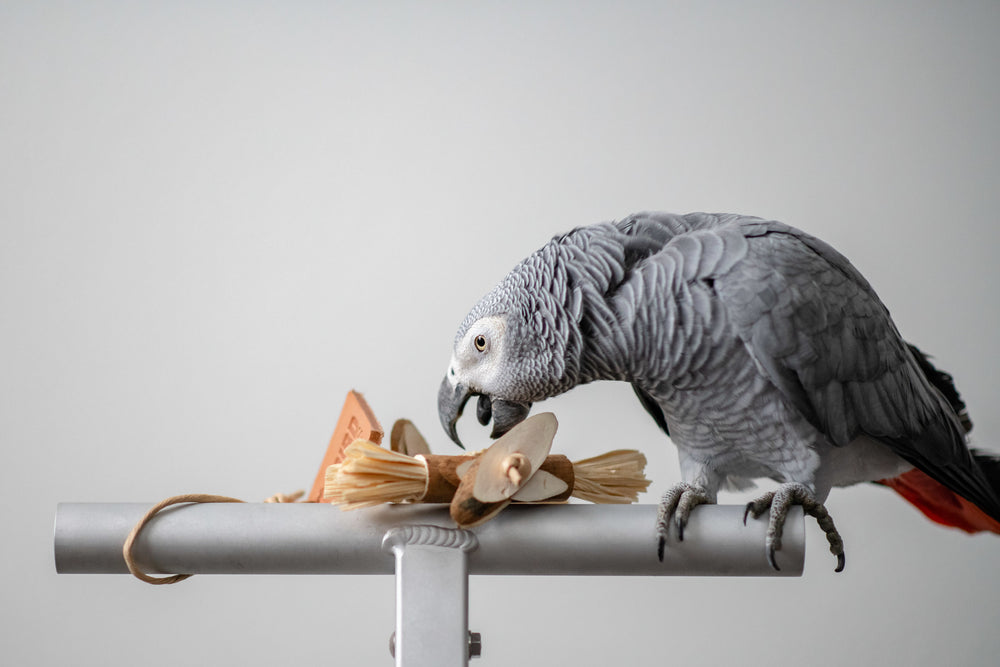 Corn Husk Forager - Tiny Foraging Bird Toy