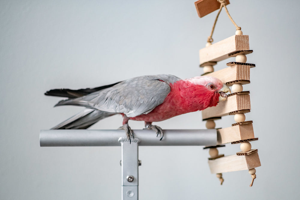Galah cockatoo playing with Balsa Ladder Medium Chunky Toy
