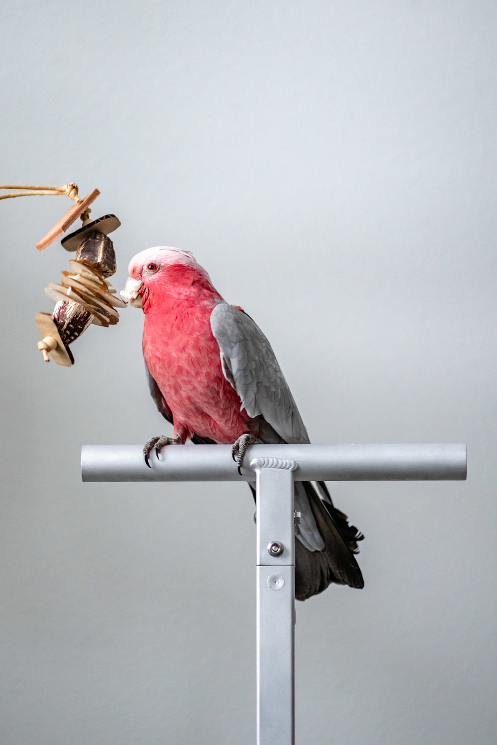 Mahogany Sandwich - Tiny Chunky Bird Toy with Parrot 
