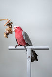 Mahogany Sandwich - Tiny Chunky Bird Toy with Parrot 