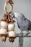 Natural Pod Blossom - Medium Foraging Bird Toy