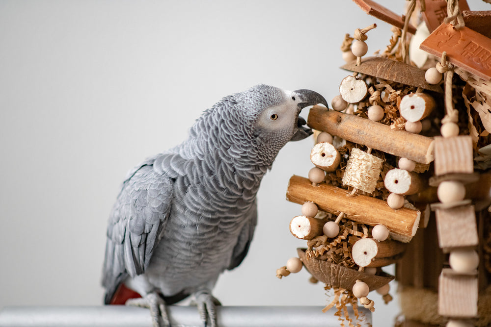 congo_african_grey_playing_with_Sola_Cabin_-_Medium_Foraging_Bird_Toy_Parrot