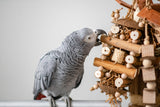 congo_african_grey_playing_with_Sola_Cabin_-_Medium_Foraging_Bird_Toy_Parrot