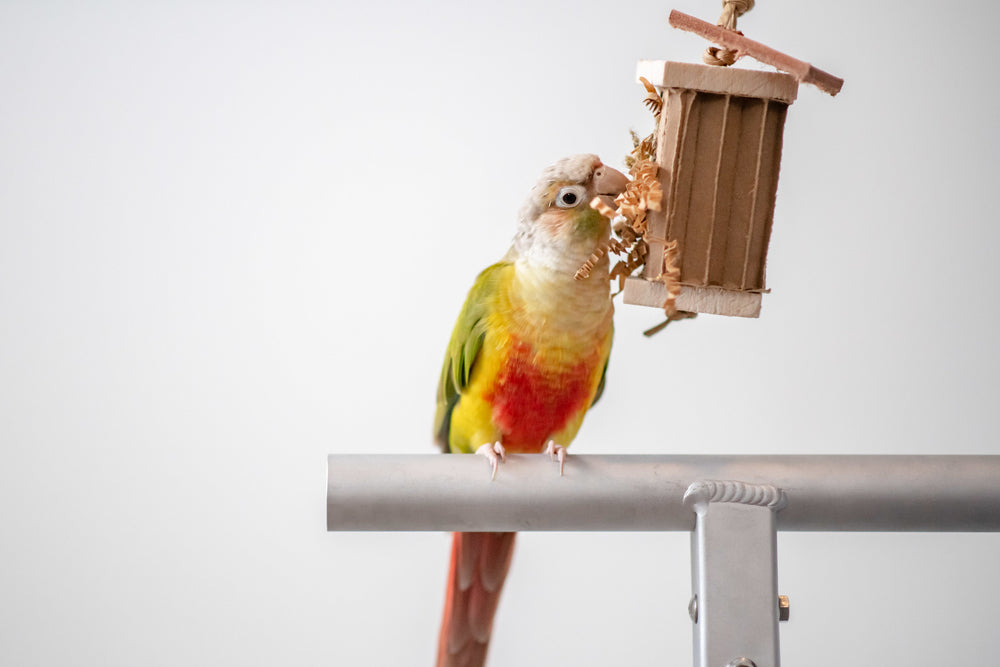 green cheek conure playing with tiny cardboard cruncher bird toy