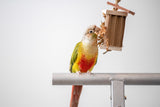 green cheek conure playing with tiny cardboard cruncher bird toy