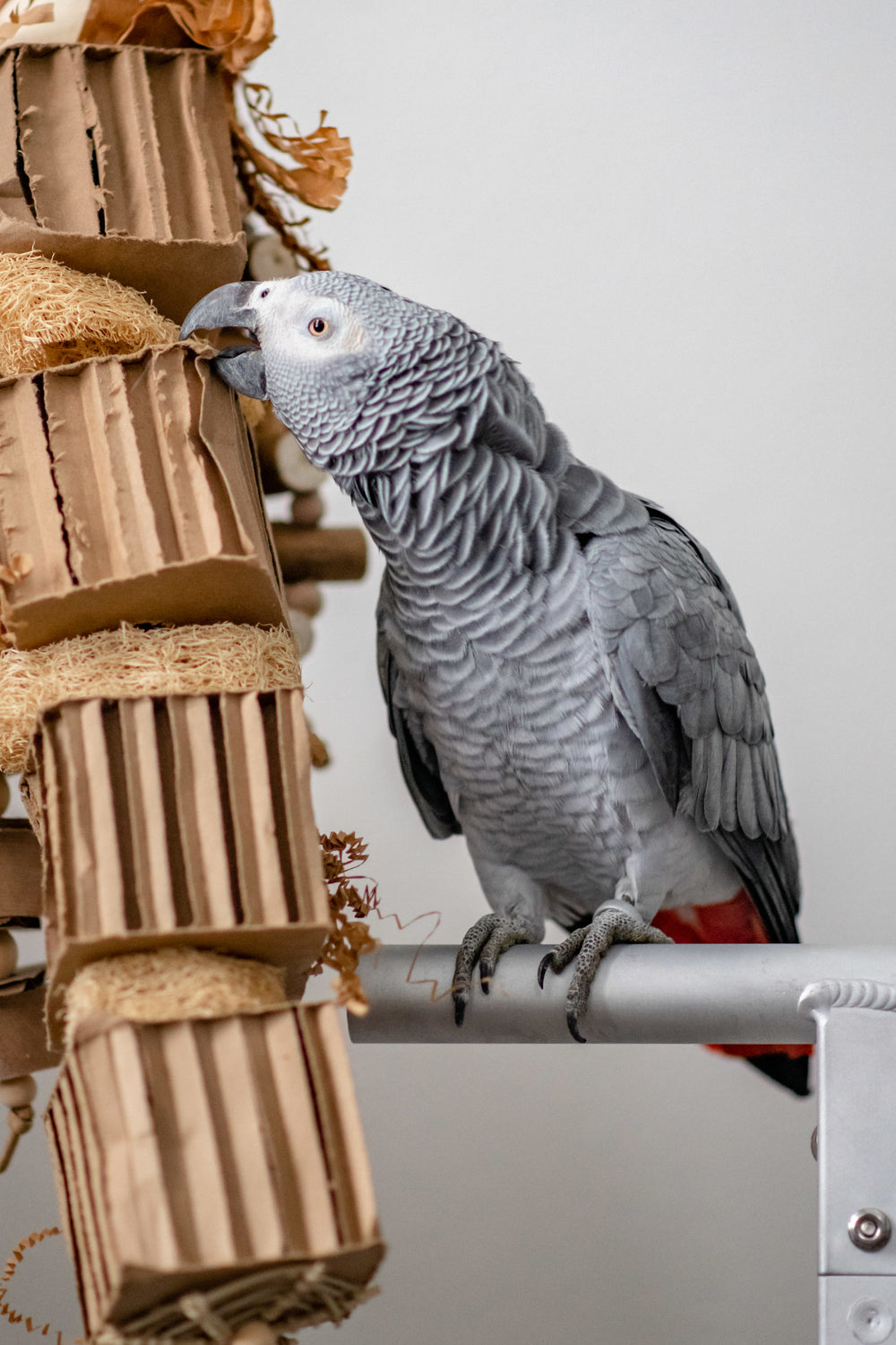 congo african grey parrot playing with cardboard cruncher large foraging bird toy
