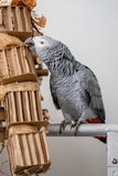 congo african grey parrot playing with cardboard cruncher large foraging bird toy