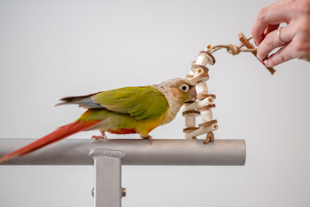 green cheek conure playing with jute ladder tiny bird toy