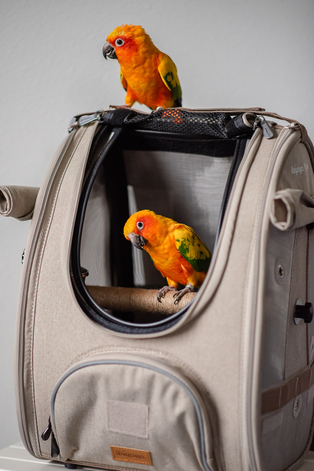 loop bag parakeet