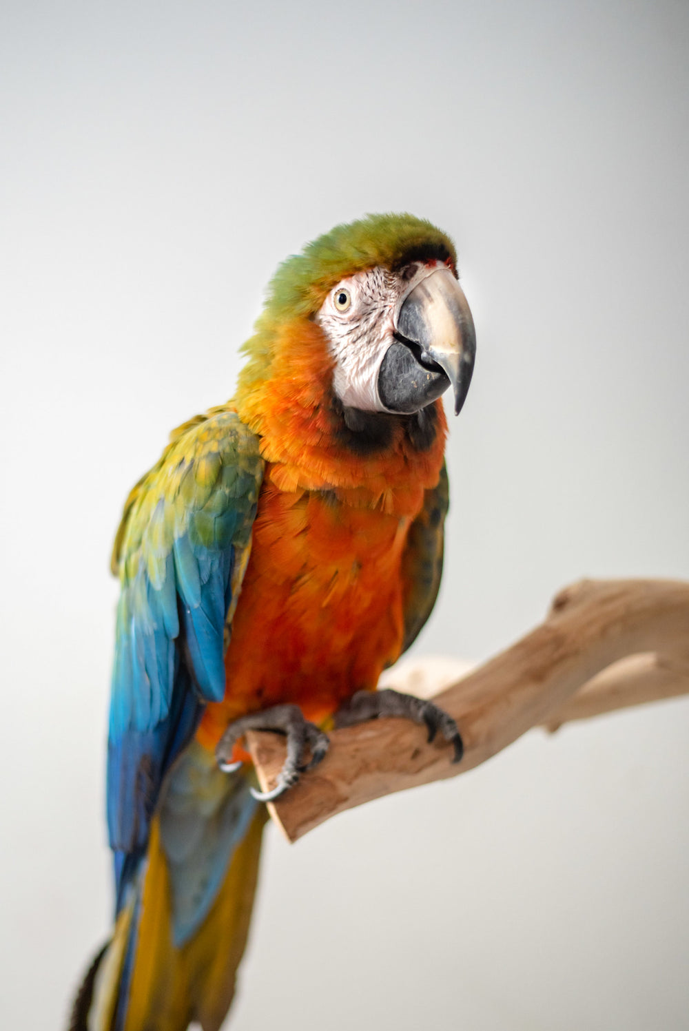 Natural Bird Perch – BudgieUniverse
