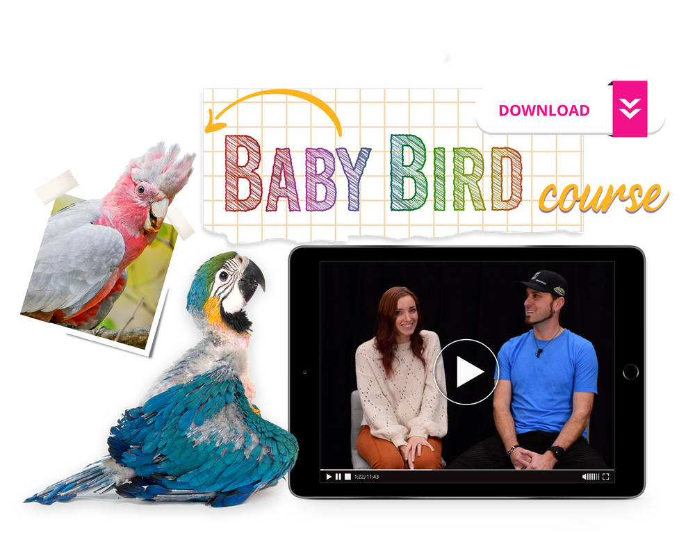 The Baby Bird Course