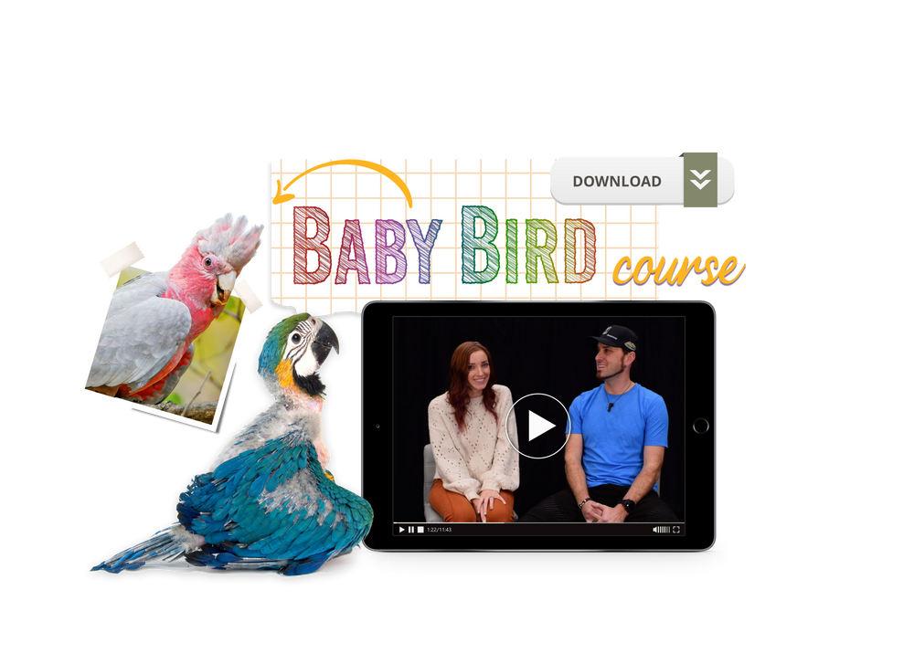 The Baby Bird Course