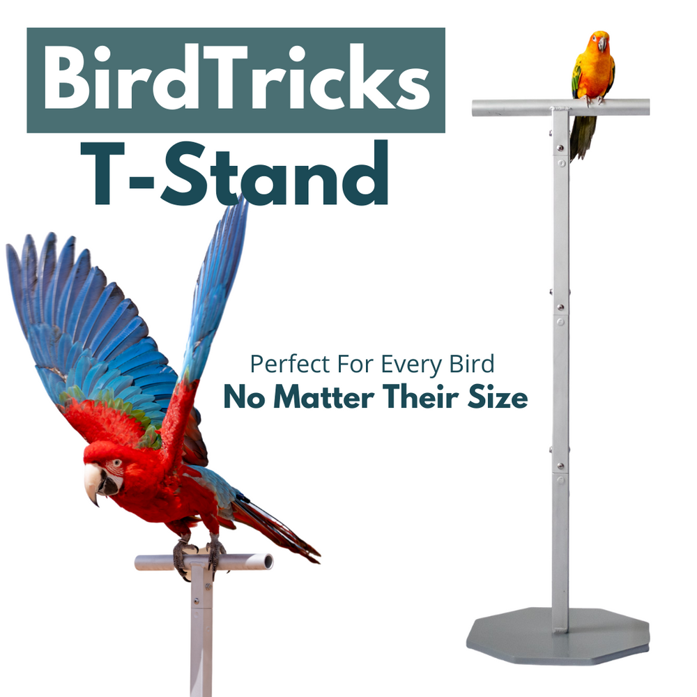 Station d'entraînement BirdTricks pro