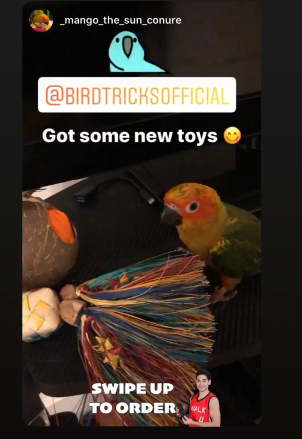Beautiful view of Monthly Parrot Toy Subscription Plans