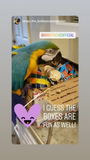 Chunky Toy Box (Bundle of 5)