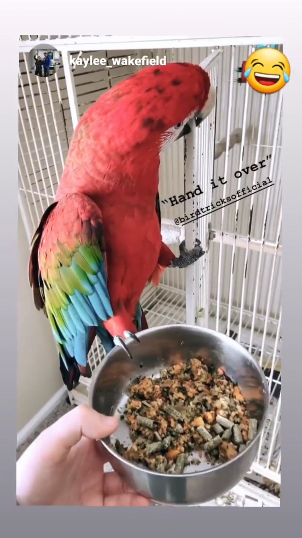Organic Parrot Pellets (8lbs)