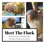 BirdTricks Consultant - Kim Russell