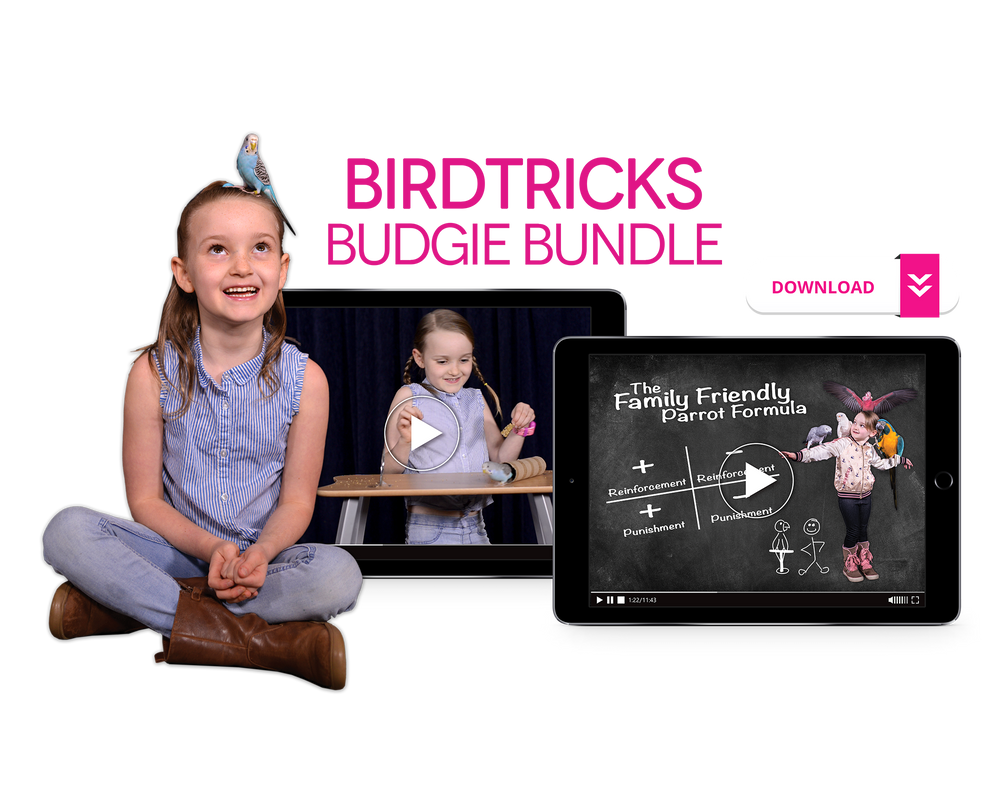 The Complete Budgie Bundle