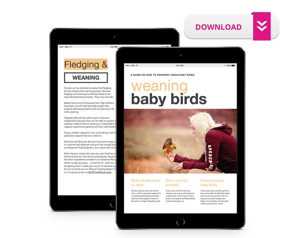 A Guide to Weaning Baby Birds