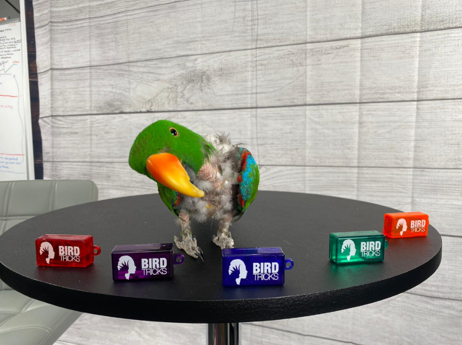Clickety Bird Training Clicker