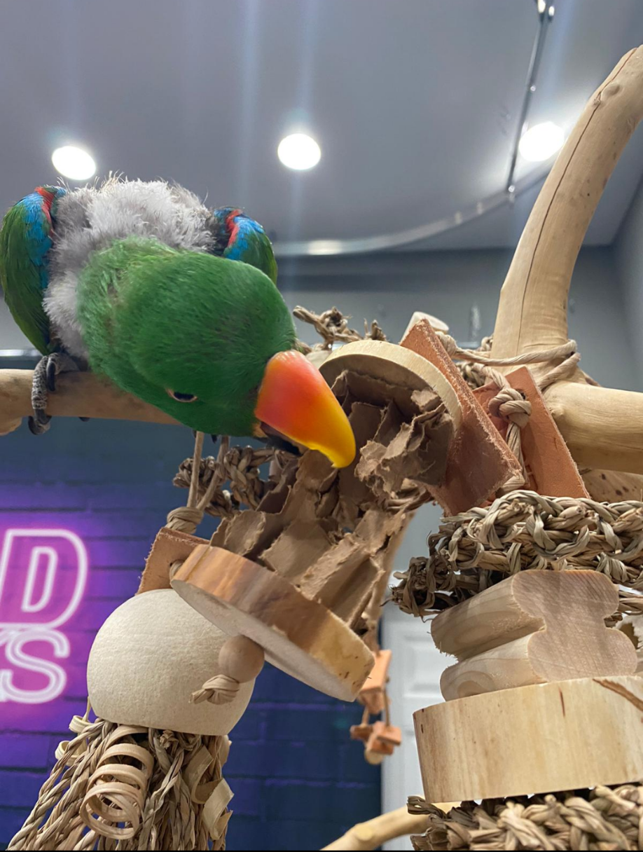 Tiny Toy Box Bundle of 8